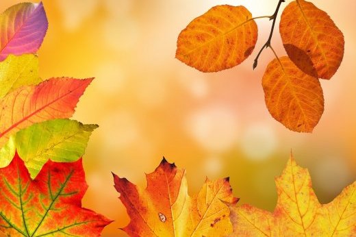 Autumn 1649362 1280