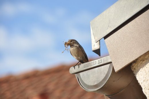 Bird 5807028 1280